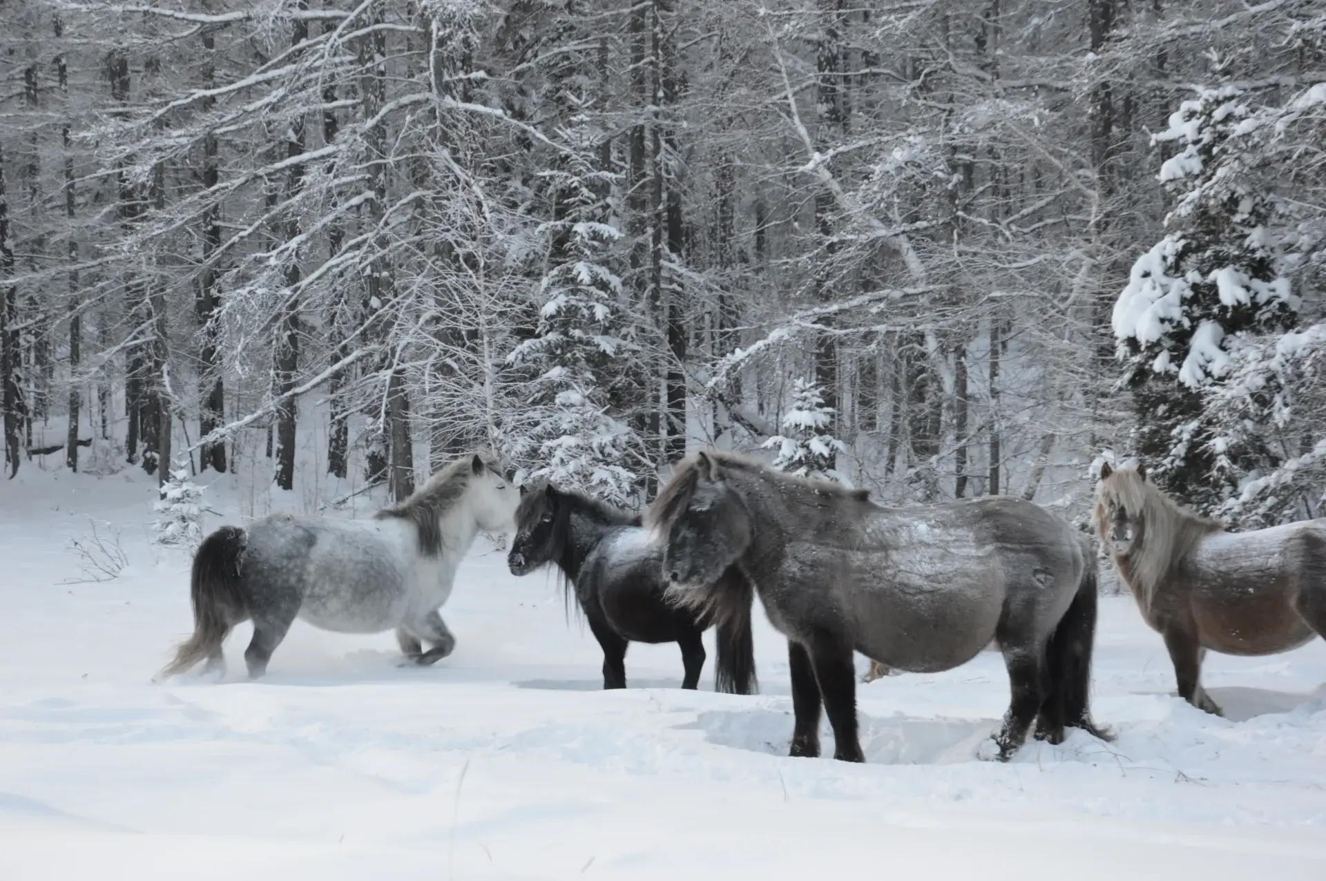 Тур в Оймякон — 7 дней — фотография 3