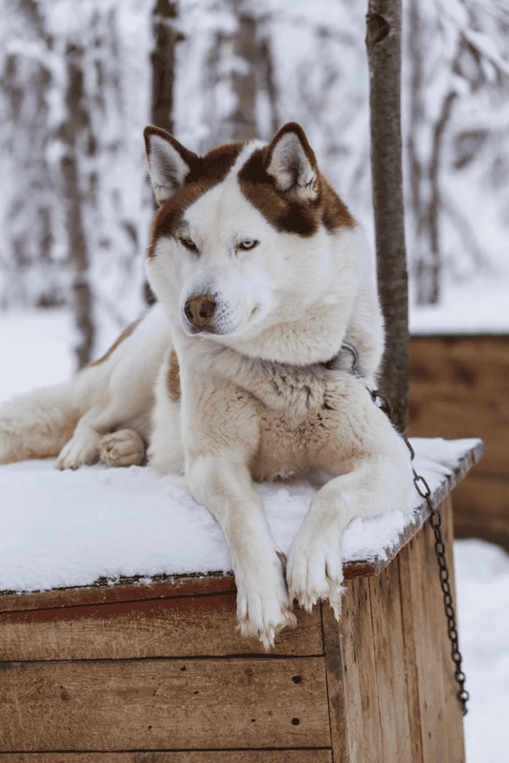 Северное сияние и киты: мечта всей жизни — фотография 7